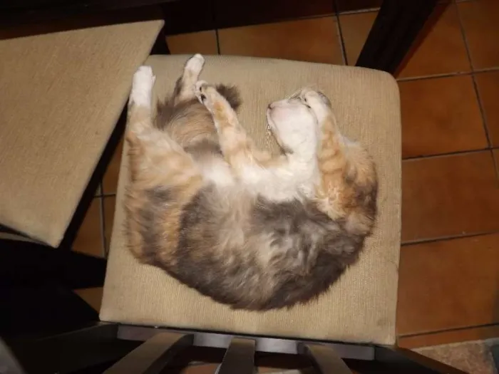 Gato ra a  idade 2 anos nome Mel
