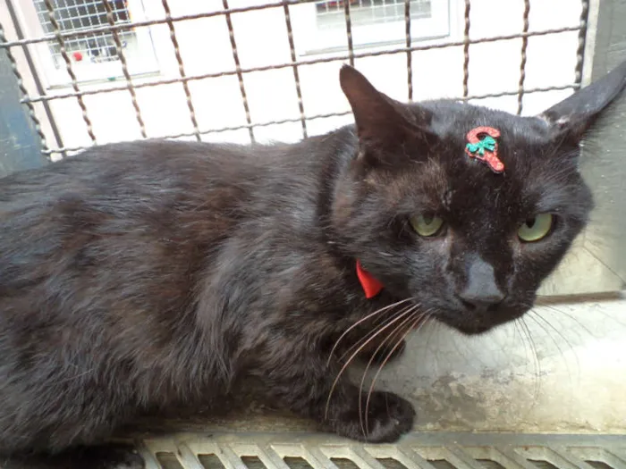 Gato ra a SRD idade 5 anos nome Tony