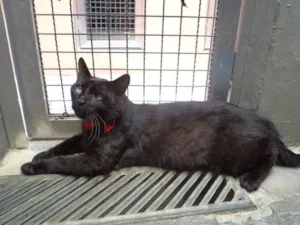 Gato raça SRD idade 5 anos nome Tony