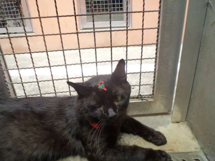 Gato ra a SRD idade 5 anos nome Tony