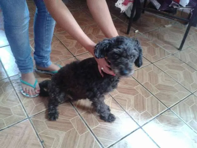 Cachorro raça  idade 4 anos nome Pandora