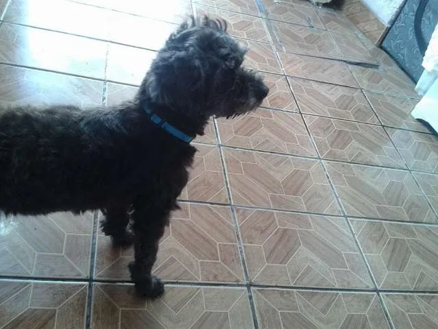 Cachorro raça  idade 4 anos nome Pandora