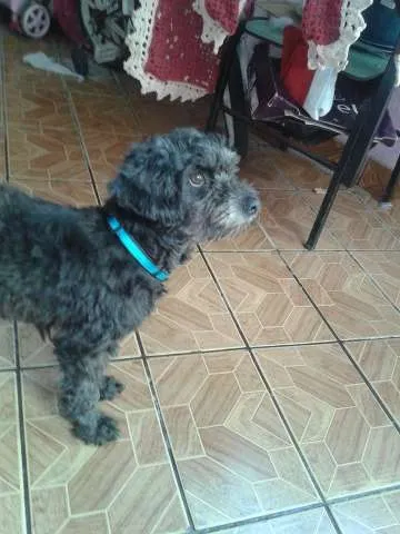Cachorro raça  idade 4 anos nome Pandora