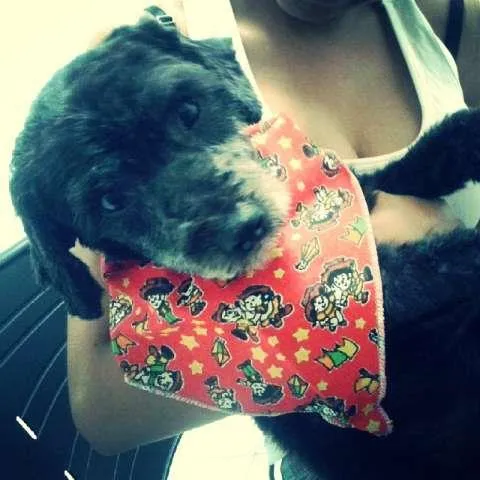 Cachorro raça  idade 4 anos nome Pandora