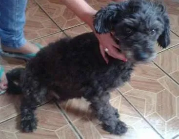 Cachorro raça  idade 4 anos nome Pandora