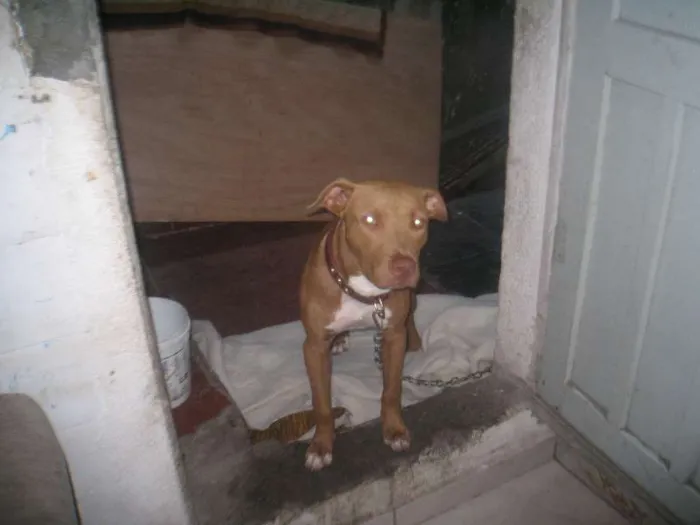 Cachorro ra a Pit-Bull idade 7 a 11 meses nome Tyson