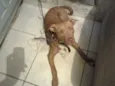 Tyson