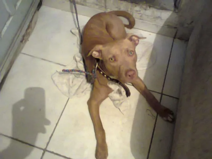 Cachorro ra a Pit-Bull idade 7 a 11 meses nome Tyson