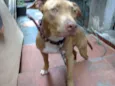 Tyson