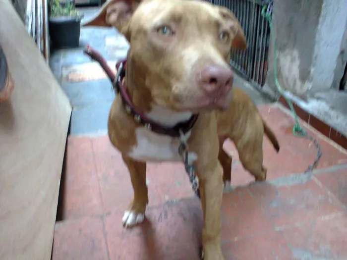Cachorro ra a Pit-Bull idade 7 a 11 meses nome Tyson