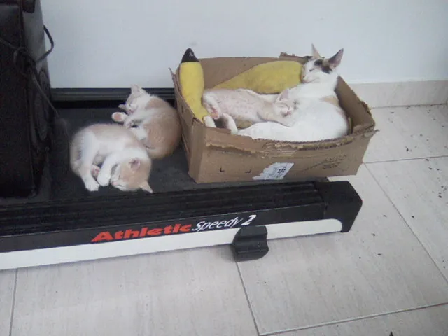 Gato ra a Mestiço com Inglês idade Abaixo de 2 meses nome Filhotes