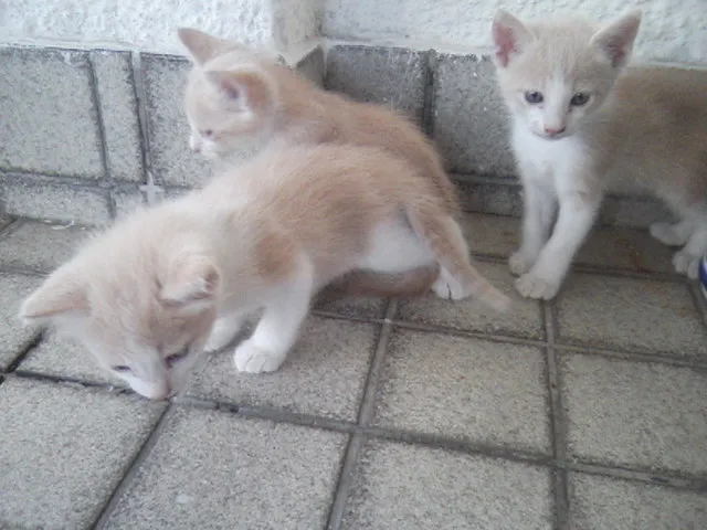 Gato ra a Mestiço com Inglês idade Abaixo de 2 meses nome Filhotes