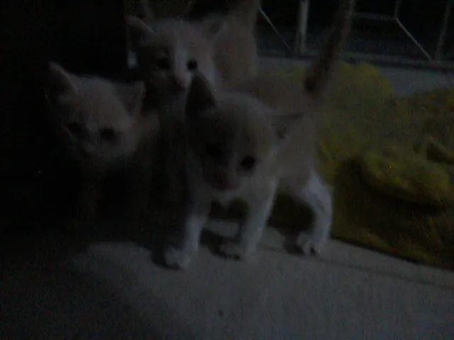 Gato ra a Mestiço com Inglês idade Abaixo de 2 meses nome Filhotes