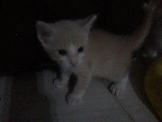 Gato ra a Mestiço com Inglês idade Abaixo de 2 meses nome Filhotes