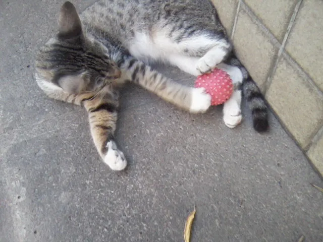 Gato ra a vira lata idade 2 a 6 meses nome Tigrinho