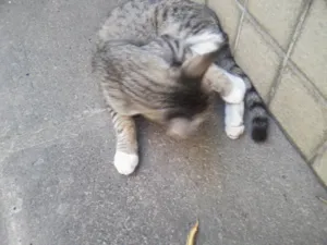 Gato raça vira lata idade 2 a 6 meses nome Tigrinho