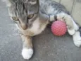 Tigrinho