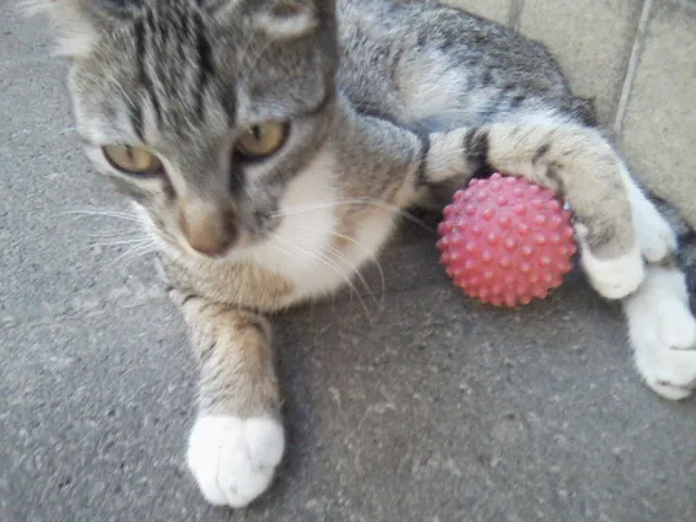 Gato ra a vira lata idade 2 a 6 meses nome Tigrinho