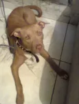 Tyson