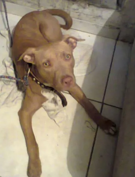 Cachorro ra a Pit-Bull idade 7 a 11 meses nome Tyson