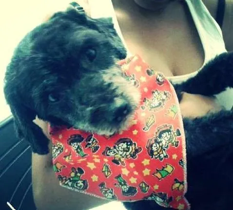 Cachorro raça  idade 4 anos nome Pandora