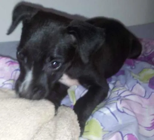 Cachorro raça  idade Abaixo de 2 meses nome Amora