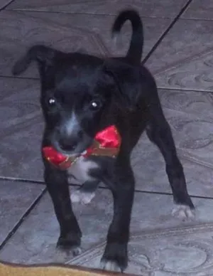 Cachorro raça  idade Abaixo de 2 meses nome Amora