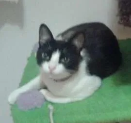 Gato raça SRD idade 1 ano nome FIFI