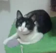 FIFI