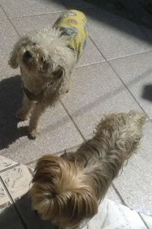 Cachorro raça poodle e yorkshire idade 2 anos nome lalinha e thuthu GR