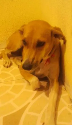 Cachorro raça Vira-Lata idade 7 a 11 meses nome Kya