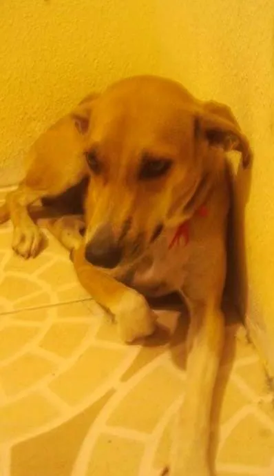 Cachorro raça Vira-Lata idade 7 a 11 meses nome Kya