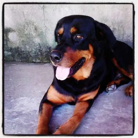 Cachorro raça Rottweiler idade 4 anos nome Negão