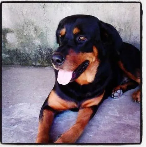 Cachorro raça Rottweiler idade 4 anos nome Negão