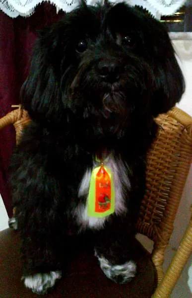 Cachorro ra a Lhasa Apso idade 6 ou mais anos nome Fred GRATIFICA