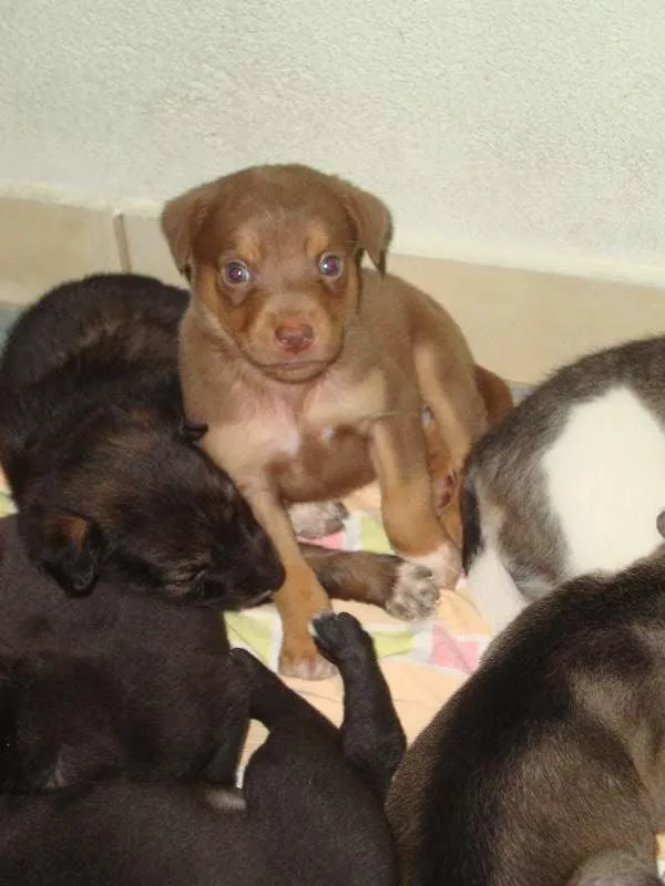 Cachorro ra a SRD idade Abaixo de 2 meses nome sem nome