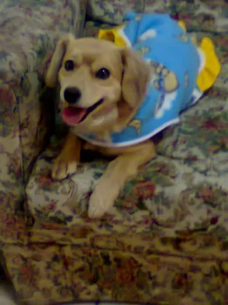 Cachorro ra a vira lata idade 4 anos nome Magh