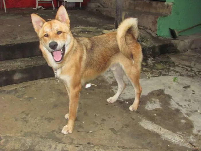 Cachorro ra a SRD idade 7 a 11 meses nome Spyke GRATIFICA