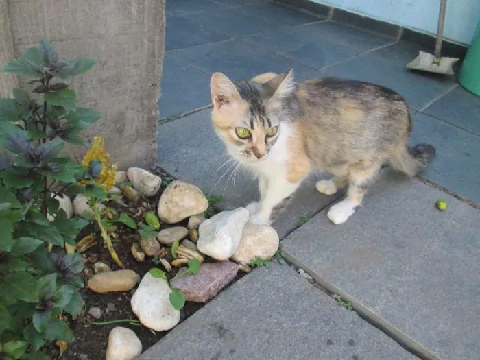 Gato ra a SRD idade 2 a 6 meses nome Penny e Clara