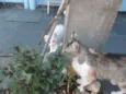 Penny e Clara