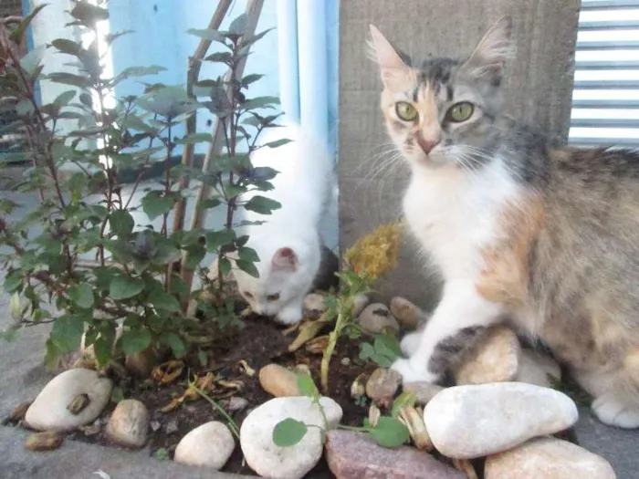 Gato ra a SRD idade 2 a 6 meses nome Penny e Clara