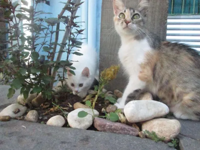 Gato ra a SRD idade 2 a 6 meses nome Penny e Clara