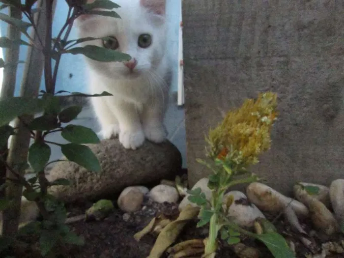 Gato ra a SRD idade 2 a 6 meses nome Penny e Clara