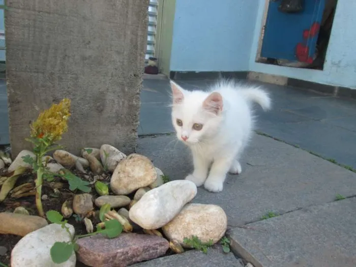 Gato ra a SRD idade 2 a 6 meses nome Penny e Clara