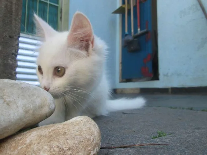 Gato ra a SRD idade 2 a 6 meses nome Penny e Clara
