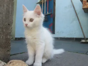 Gato raça SRD idade 2 a 6 meses nome Penny e Clara