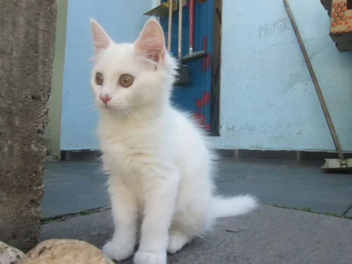 Gato ra a SRD idade 2 a 6 meses nome Penny e Clara