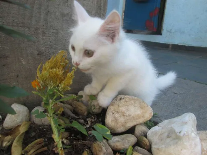 Gato ra a SRD idade 2 a 6 meses nome Penny e Clara