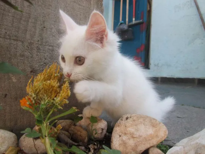 Gato ra a SRD idade 2 a 6 meses nome Penny e Clara