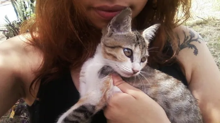 Gato ra a Vira-lata idade Abaixo de 2 meses nome Sem nome